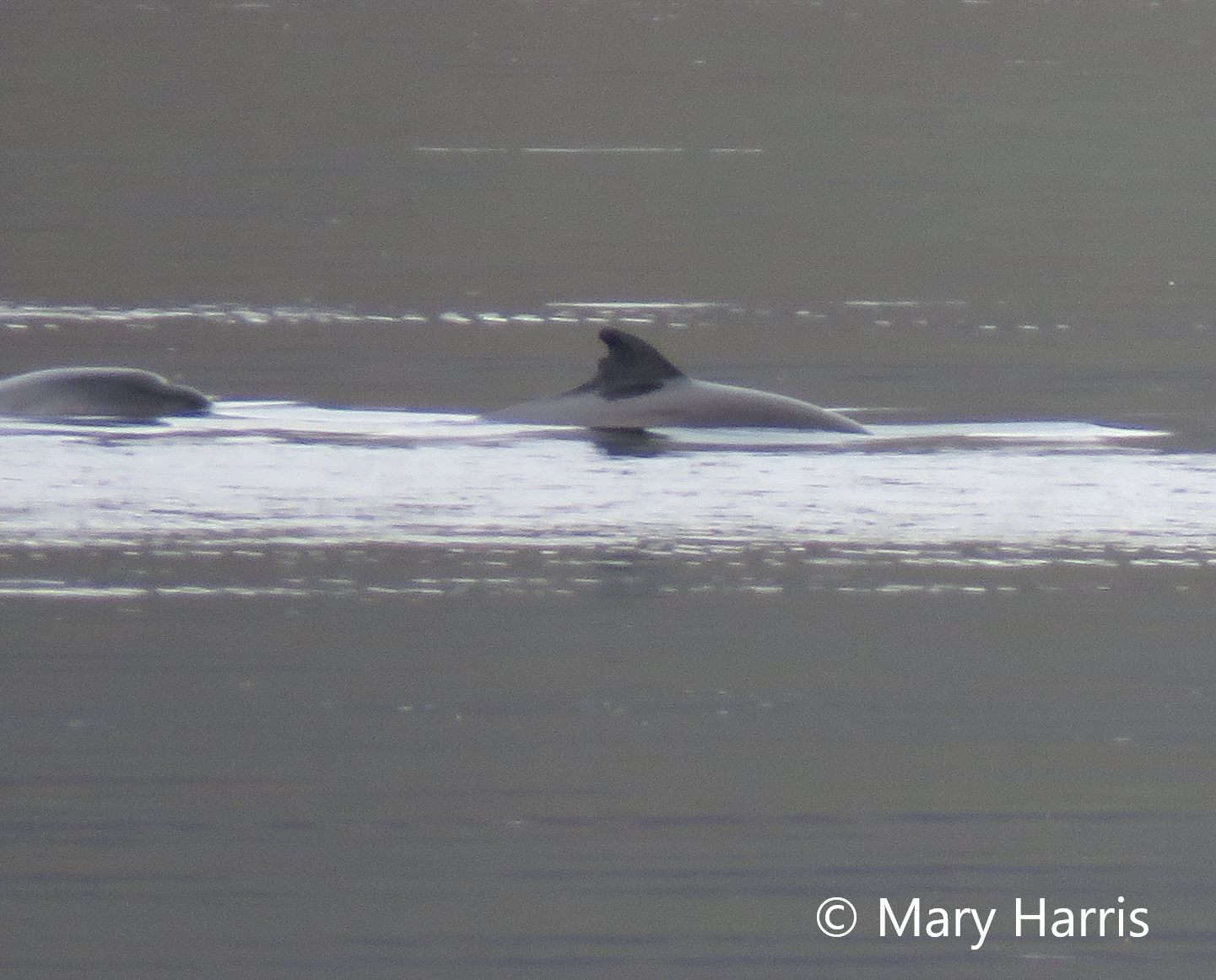 Harbour porpoise ID by Mary Harris