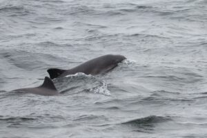 Harbour porpoise in Longhope Bay, Hoy